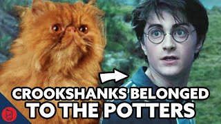 Harry Potter Theory Who Was Crookshanks Original Owner [upl. by Neysa109]