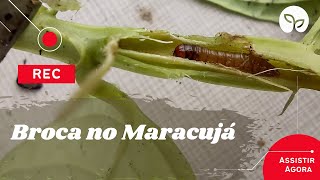 MANEJO DE PRAGAS  Cuidado com a broca do maracujá [upl. by Swanhilda]