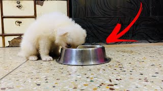 40 To 50 Days Old Indian Spitz Puppy Diet Plan Indian spitz diet Puppy Diet [upl. by Tristram418]