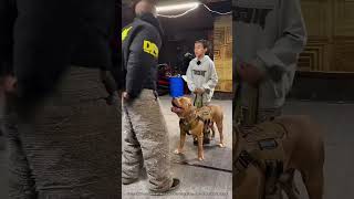 Un Chien Militaire Montre Ses Compétences 🤯 expliqué [upl. by Llerej]