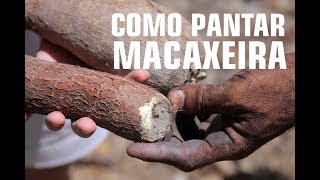 COMO PLANTAR MACAXEIRA MANDIOCA E AIPIM  MÉTODO SUPER FÁCIL [upl. by Euqimod]