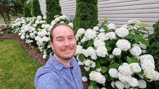 Proven Winners amp Endless Summer Hydrangea Garden Tour in June  The Southerners Northern Garden [upl. by Eirene79]