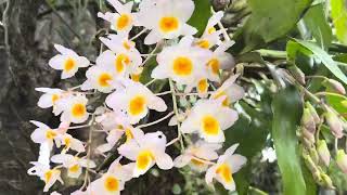 How to grow dendrobium orchid naturally orchidcare assam viral Dendrobium orchid propagation [upl. by Aihsirt]