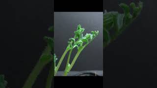 Chickpea Germination TimeLapse chickpeas garden food apple timelape [upl. by Gnilrad563]