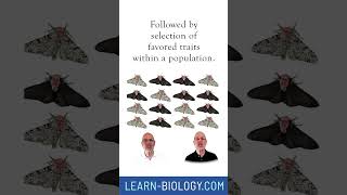 Ballad of the Peppered Moth Part 1 apbiology naturalselection evolution ibbiology pepperedmoth [upl. by Girand951]