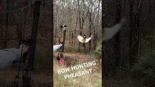 Bow hunting pheasants right out of the air archery wildlife bowhunting hunting nature fypシ゚ [upl. by Ahsilrak]