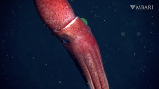 Deepsea sighting The strawberry squid’s mismatched eyes are the perfect pair [upl. by Witherspoon]