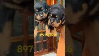 Rottiwler puppy for sale Dehradun Delhi Roorkee Bijnor Meerut Haridwar Lucknow Nodia Moradabad gaya [upl. by Suirred]