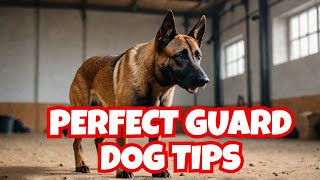 The Ultimate Belgian Malinois Protection Training Guide [upl. by Brody]