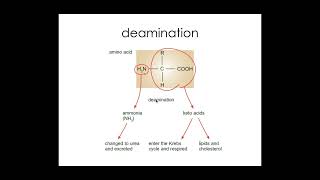 512 Excretion PART 2 b The structure and functions of the mammalian liver [upl. by Aicirtac177]