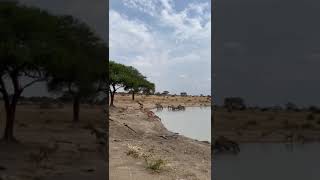 Tarangire national parc time to drink water come like a client live like a friend [upl. by Ibed]