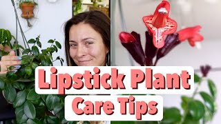 Lipstick Plant Care Tips amp Tricks  Lipstick Aeschynanthus Houseplant Care [upl. by Haididej]