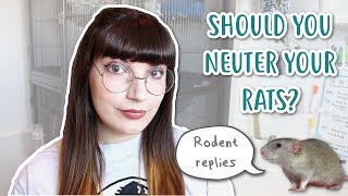 SHOULD YOU NEUTER YOUR RATS  Rodent replies 🐭 [upl. by Coreen]