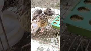 কোয়েল পাখি পালন  koyel pakhi palon  quail farming in bangladesh [upl. by Tecu983]