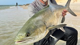 Lîche Marocaine au leurre surface Samson lures  leerfish fishing in Morocco [upl. by Erdnaek412]