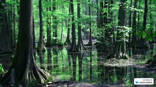 Frightning Encounter in Avoyelles Parish Louisiana [upl. by Kcirdnekel813]