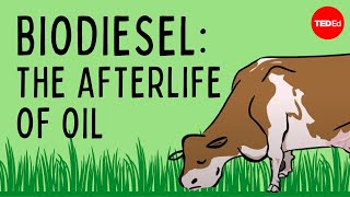 Biodiesel The afterlife of oil  Natascia Radice [upl. by Avril567]