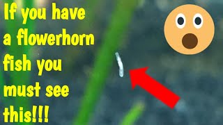 white worms in flowerhorn fish tank solution to manage the worms planaria wormsRubeshs Aquarium [upl. by Esinad]