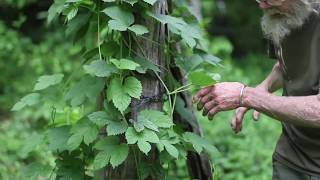 Hops Humulus lupulus [upl. by Valerian]