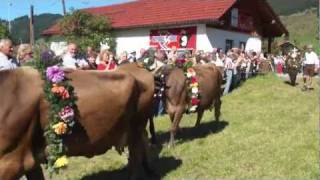 Viehscheid Tannheim Tirol 2011 [upl. by Ruzich]