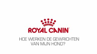 Hoe werken de gewrichten van mijn hond [upl. by Trebma]