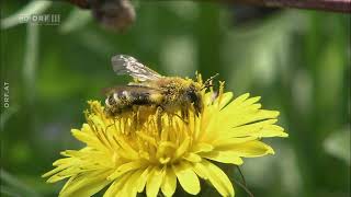 Hummeln  Bienen im Pelz  Doku  Deutsch [upl. by Yruok141]