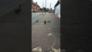 Where are they goingAre they lostducks Heacham [upl. by Derek]