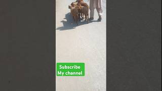 Sheep ki short videosheep beautiful videos shortvideo funny sheeps uploud [upl. by Liarret810]