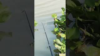 Float fishing single look🎣fishing [upl. by Nivanod]