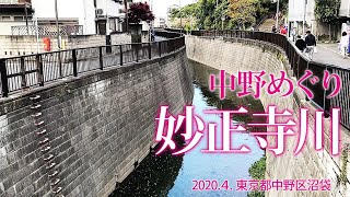 中野めぐり【妙正寺川】20204中野区沼袋 [upl. by Vijar]