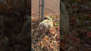 Havanese dog Coco at the baseball diamond [upl. by Yznyl]