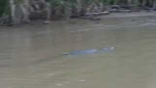 Crocodile at Kinabatangan River [upl. by Gareri394]