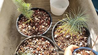 Starting Three Different Pine Bonsai Projects from Seed Bonsai from Scratch [upl. by Essile335]