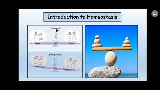 ANATOMY AND PHYSIOLOGY HOMEOSTASIS PART 1 [upl. by Konstantine454]