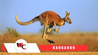 The Amazing Life of Kangaroos in the Wild 🦘  Wildlife Study kangaroo [upl. by Dnomaj122]