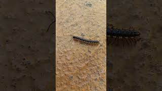 Yellowspotted Millipede  November 9 2024 [upl. by Valerlan]