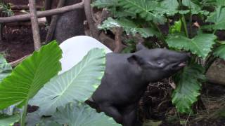 Malayan Tapir Tapirus indicus [upl. by Enomaj739]