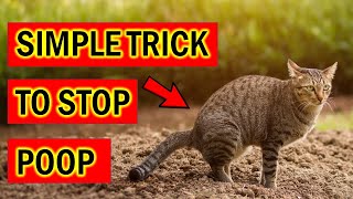 Stop Cats Pooping Instantly in Your Garden With This Simple Trick [upl. by Lona]