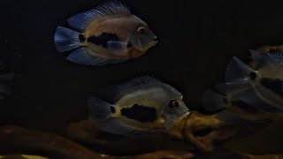 Uaru cichlid with Guianacara tank udfishroom [upl. by Llerdnam]