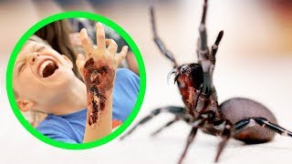 THE MOST DANGEROUS SPIDERS IN AUSTRALIA TOP 10 [upl. by Beatrix]