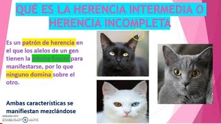 QUÉ ES LA HERENCIA INTERMEDIA [upl. by Pincince122]