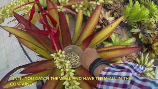 Collect and wash the seeds of the bromeliads [upl. by Aleakim]