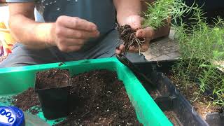 How to transplant seedlings from trays into pots [upl. by Salvucci]