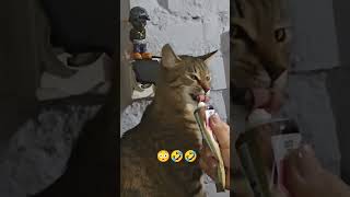 Our Cat Treats 😎🤣kitten funny [upl. by Eniliuqcaj]