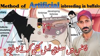 quotComplete Guide to Artificial Insemination in Buffaloes StepbyStep Processquot🐂🐂🐂🐂🐂🐂🐂 [upl. by Beatrice]