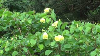 Bauhinia tomentosa  Yellow bell orchid flowering [upl. by Llarret115]