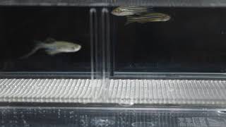 Zebrafish and its eggs in a mating tank [upl. by Tolmann]