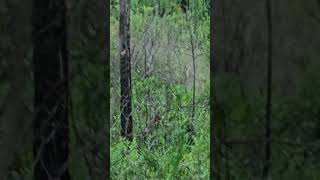 OSCEOLA NATIONAL FOREST BLACK BEAR florida blackbear trump2024 [upl. by Thetis]