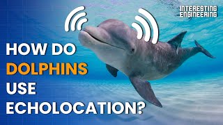 How do dolphins use echolocation to navigate the deep seas [upl. by Aifoz]