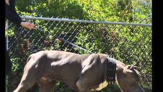 Famous XL Pitbull protection dog XL bully Pitbull [upl. by Nylaras]